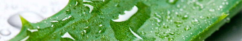 aloe-vera-2